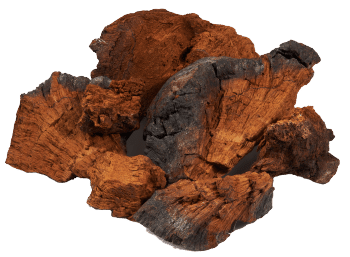 Houba Chaga