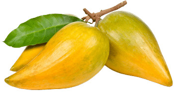 Lucuma